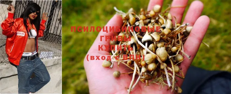 Псилоцибиновые грибы Psilocybine cubensis  Старая Русса 